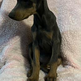 Girl 4 - Blue and rust female Doberman Pinscher puppy in Mc Cook, Nebraska from Morningstar Kennel