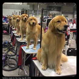 Golden Retriever All Grown Up from Firefly Cottage Golden Retrievers