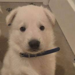 Boy 4 - White male German Shepherd puppy in Tonopah, Nevada from Mercy's White Shepherds