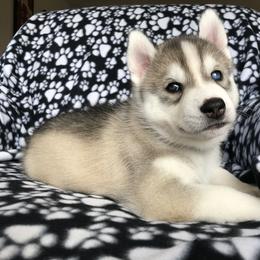 Siberian Husky Puppies from KPM Siberians