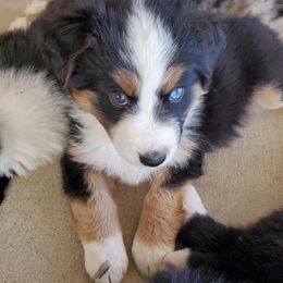 Australian Shepherds from Armata Farm's Australian Shepherds