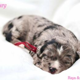 February - Blue merle female Bernedoodle puppy in Diamond Bar, California from Furrytaildoodles