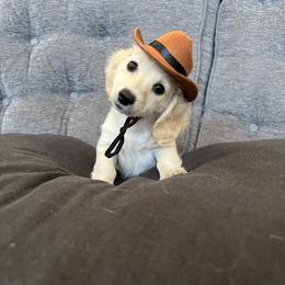 Dachshund and Goldendoodle Puppies from Schmidt’s Doxies N Doodles