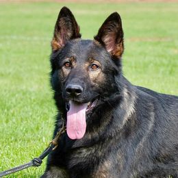 German Shepherds from Carol’s K9