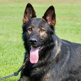 German Shepherds from Carol’s K9