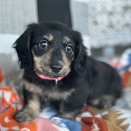 Ramona - Black and cream female Dachshund puppy in Paw Paw, Michigan from Mulberry Meadow Farms