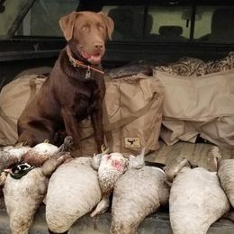 Labrador Retrievers from Brown Dog Acres