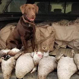 Labrador Retrievers from Brown Dog Acres