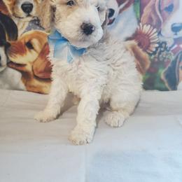 Blaze - Parti male Poodle puppy in Cleburne, Texas from Lone Star Standard Poodles LLC