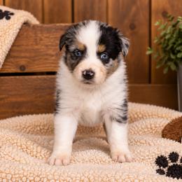 Billy - Blue merle male Australian Shepherd puppy in Placerville, California from BFF Aussies