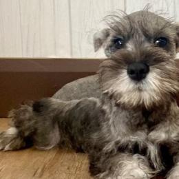 Miniature Schnauzers and Poodles from Rose Brook Family Farms