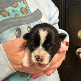 Yellow Girl - Parti female Miniature Schnauzer puppy in Oneonta, Alabama from Murphree Valley Kennels