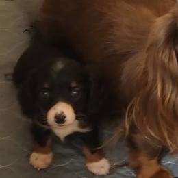 Dachshunds from Destiny's Dachshunds