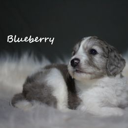 Goldendoodle and Aussiedoodle Puppies from Sister Doodles