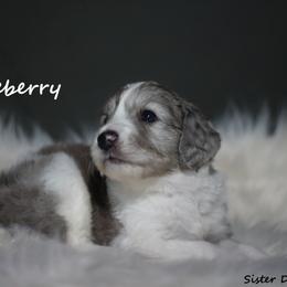 Goldendoodle and Aussiedoodle Puppies from Sister Doodles