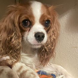 Cavalier King Charles Spaniels from RC Enterprises