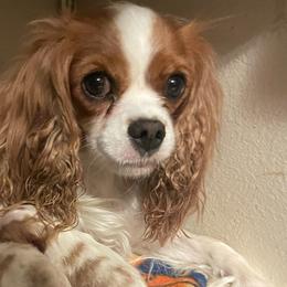 Cavalier King Charles Spaniels from RC Enterprises