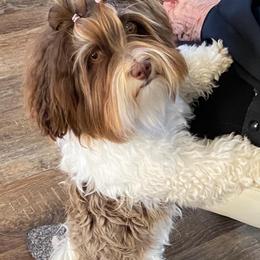 Prudence - Havanese