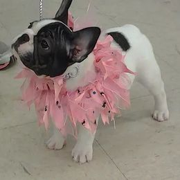 French Bulldog Puppies from Chitawee French Bulldogs