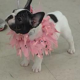 French Bulldog Puppies from Chitawee French Bulldogs