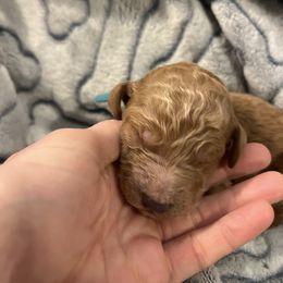 Blue - Apricot male Goldendoodle puppy in Clarksville, Tennessee from Golden Pine Designer Doodles