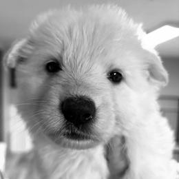 Boy 7 - White male German Shepherd puppy in Valley Springs, South Dakota from Von Pasch German Shepherds