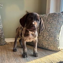 Frodo - Liver roan male German Shorthaired Pointer puppy in Ulen, Minnesota from North Wind Gundogs