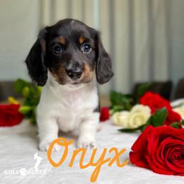 Onyx - AKC - Piebald male Dachshund puppy in Kemp, Texas from Koli Acres