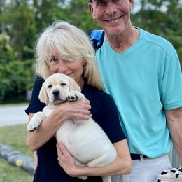 Labrador Retriever Puppies from Flashylabs  AKC GR CHAMPION SIRED