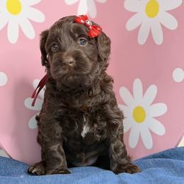 Nova - Chocolate female Australian Labradoodle puppy in Citrus Heights, California from Elite Blend Labradoodles
