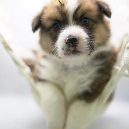 Crush - Fawn male Pembroke Welsh Corgi puppy in Vacaville, California from Hope_4thebay_Corgis