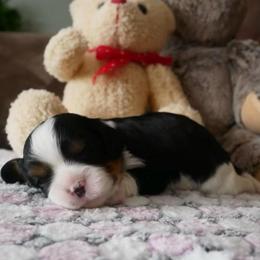 Marigold - Tri-color female Cavalier King Charles Spaniel puppy in Marcellus, Michigan from Coolcreek Pets