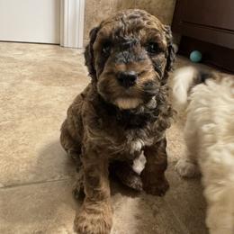 Charlie Brown - Red with tan points - Red  male Poodle puppy in Canfield, Ohio from Poo's Doo's & Inu's