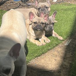 French Bulldog puppies from Land of French Bulldogs
