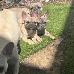 French Bulldog puppies from Land of French Bulldogs