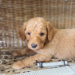 Grey collar - Red male Bernedoodle puppy in Valdosta, Georgia from Fifth Day Farm