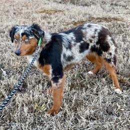 DIAMOND - Miniature Australian Shepherd