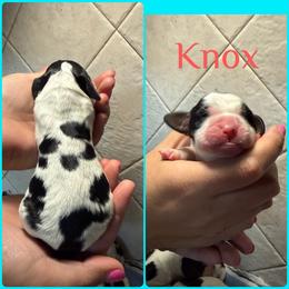 Knox - Black white and tan male English Springer Spaniel puppy in Williston, Florida from Parks Paradise Springers