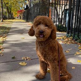 Goldendoodle All Grown Up from Penny_redminigoldendoodles7