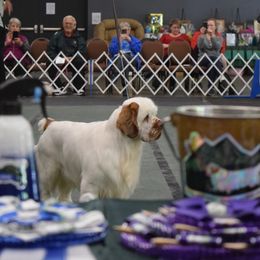Barry - Clumber Spaniel