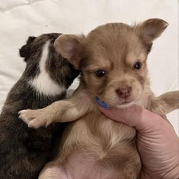 Choc Merle - Merle female Chihuahua puppy in Sherwood, Arkansas from Bartelt Breeders