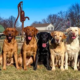 Labrador Retrievers from The Lab Clan