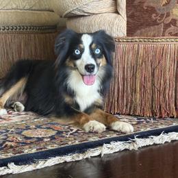Bling - Miniature Australian Shepherd