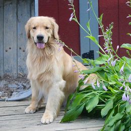 Golden Retrievers from Journey Golden Retrievers