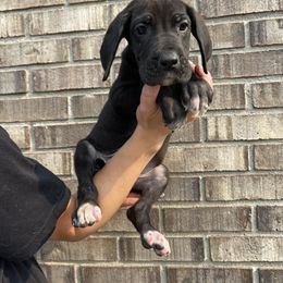Pink Collar - Black female Great Dane puppy in Kimball, Michigan from Starlight Danes