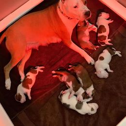 American Staffordshire Terrier Puppies from Liberty Am Staffs