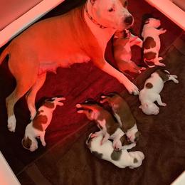 American Staffordshire Terrier Puppies from Liberty Am Staffs