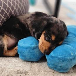 Dachshund Puppies from LPS weenies