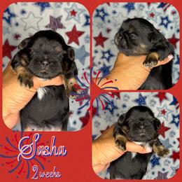 Sasha - Black and tan female Shih Tzu puppy in Yelm, Washington from Lala's All Star Shih Tzu