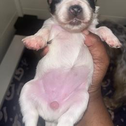 MAGGIE - Parti female Yorkipoo puppy in Gastonia, North Carolina from Precious pups dynasty kennel